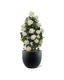 Géranium artificiel Pyramide 110cm UV crème
