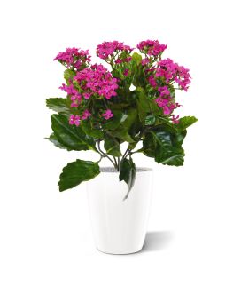 Kalanchoé plante artificielle 30 cm violet en pot