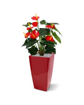 Anthurium Plante Artificiele deluxe rouge 50cm