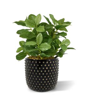 Faux Fittonia varigué 18cm