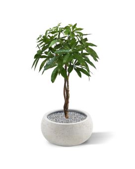 Plante artificielle Pachira ball sur tige 75cm