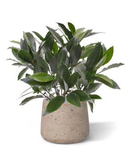 Laurier plante artificielle de 35 cm anti-UV en pot