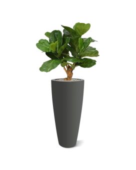 Lyrata Deluxe artificiel 80 cm sur tronc