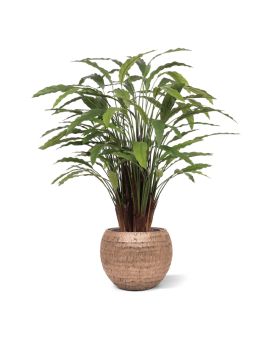 Calathea artificiel Deluxe 115cm