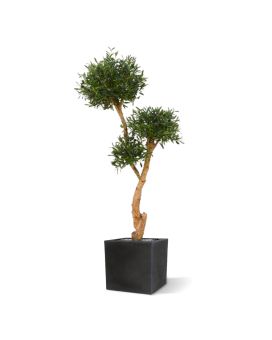 Olivier Bonsaï Plante Artificielle Deluxe 160 cm