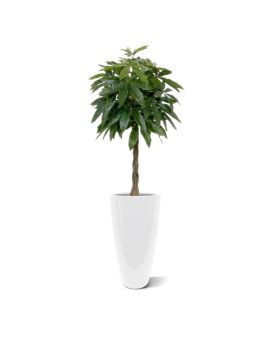 Pachira Plante Artificielle de 120 cm