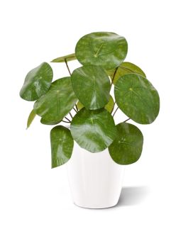Pilea Plante Artificielle à monnaie Chinoise artificielle 20cm en pot