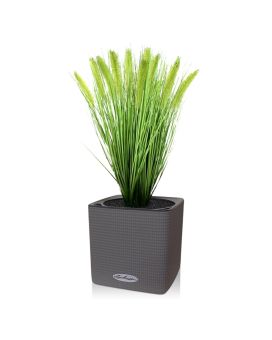 Piquet de pennisetum d'herbe 50cm en pot