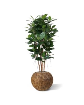 Philodendron arbre artificiel de 155 cm