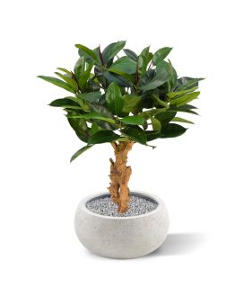 Philodendron Plante Artificielle 80 cm sur pied