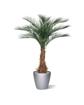 Palmier artificielle de Phoenix Deluxe de 180 cm