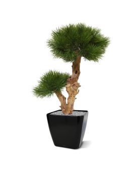 Faux Pin Bonsaï de 55 cm sur une base en bois
