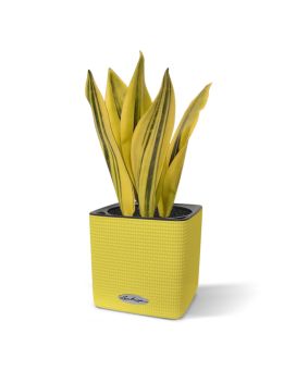 Sanseveria plante artificielle de 30 cm jaune-verte