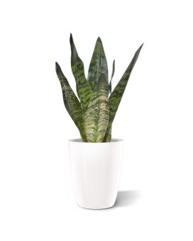 Sanseveria plante artificielle de 30 cm verte
