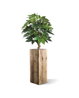 Schefflera Amate deluxe plante artificielle de 105 cm