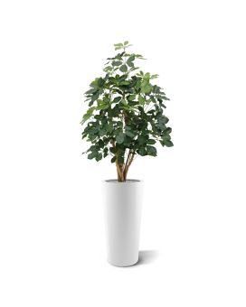 Schefflera Exotica Plante Artificielle 120 cm FR