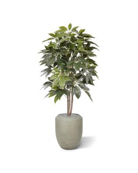 Scheflera Amate arbre artificiel de 150 cm