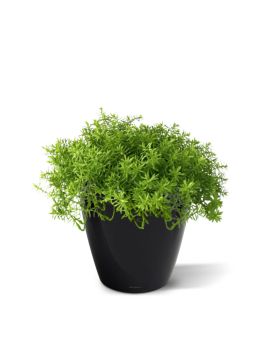 Senecio succulent artificiel 30cm en pot