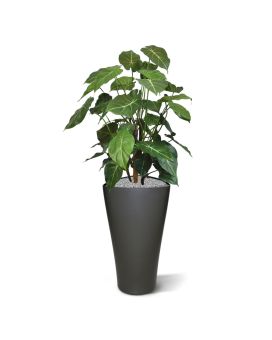Syngonium deluxe plante artificielle de 85 cm