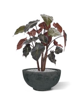 Syngonium plante artificielle de 60 cm sur bois