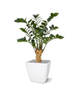 Zamioculcas Plante Artificielle 65 cm sur pied