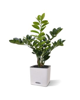 Zamioculcas plante artificielle de 55 cm