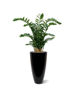 Zamioculcas Plante Artificielle XL 120 cm