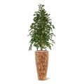 Ficus Exotica Artificiel vert de 150cm