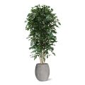 Ficus Exotica Deluxe arbre artificielle de 210 cm vert