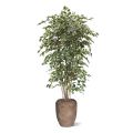 Ficus Arbre Artificielle Exotica Deluxe 210 cm panaché