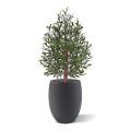 Bonsaï Olive artificiel Deluxe 100cm UV