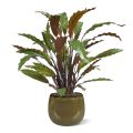 Calathea Rouge plante artificiel 60 cm en pot