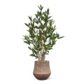 Plante artificielle Draceana Surculosa 110cm