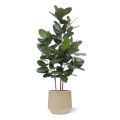 Ficus Audrey plante artificielle 160 cm