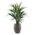 Kentia Palmier Artificielle XL deluxe 140 cm