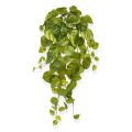 Pothos artificiel en chute de 55 cm panaché
