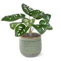Monstera Adonsonii Plante Artificielle de 30cm