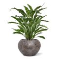 Plante Artificielle Calathea Leopardina 60cm