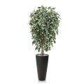 Ficus artificiel exotica deluxe de 150 cm panaché