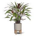 Calathea Plante Artificielle vert/rouge de 85cm