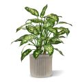 Dieffenbachia deluxe plante artificielle 60 cm