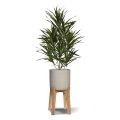 Draceana Reflexa Anita plante artificielle 70cm in pot