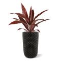 Dracaena Plante Artificiel de 60 cm Rouge