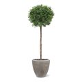 Boule D Ilex artificielle sur tronc de 135 cm anti UV
