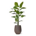 Plante artificielle Strelitzia Nicolai 210cm