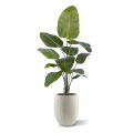 Plante artificielle Strelitzia Nicolai 150cm