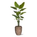 Plante artificielle Strelitzia Nicolai 175cm