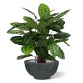 Calathea rosea picta plante artificielle 80cm