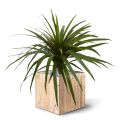 Plante artificielle de Draceana Marginata 50 cm