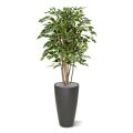 Ficus Exotica Deluxe 125 cm panaché